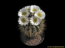 Gymnocalycium gibbosum v. nobile 73